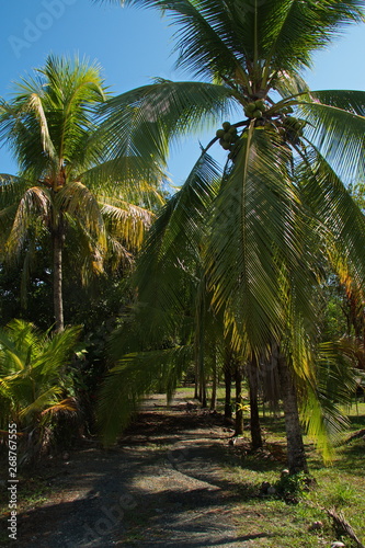 Palm trees near Puerto Jimenez on peninsula Osa in Costa Rica