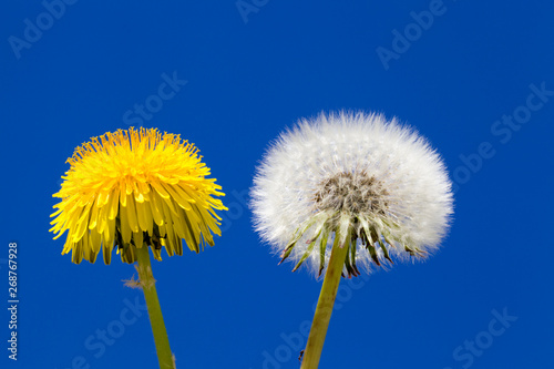 Close up of dandelion