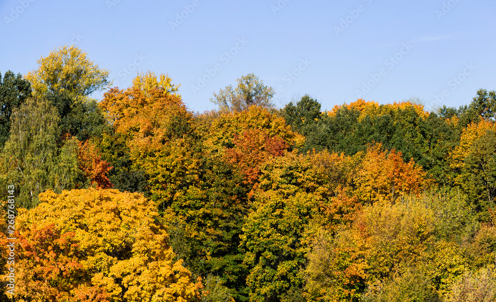 deciduous mixed forest