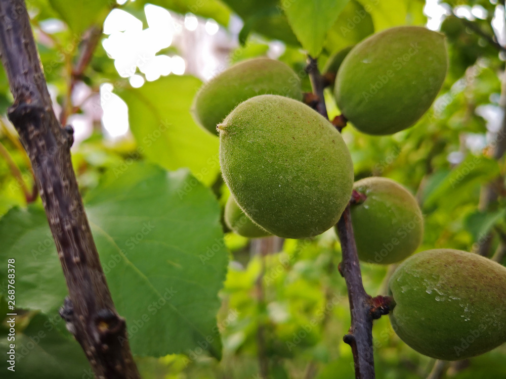 Green apricots ripening on the tree Green apricots ripening on the tree