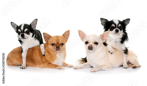 group of chihuahuas