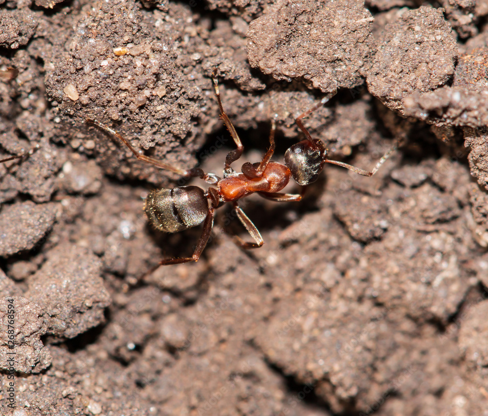 big ants in the ground