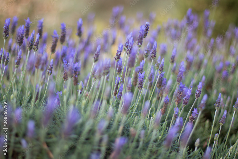 Obraz premium Lavendar