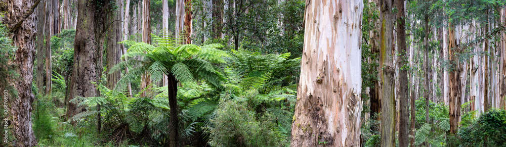Olinda Forest Olinda Forest