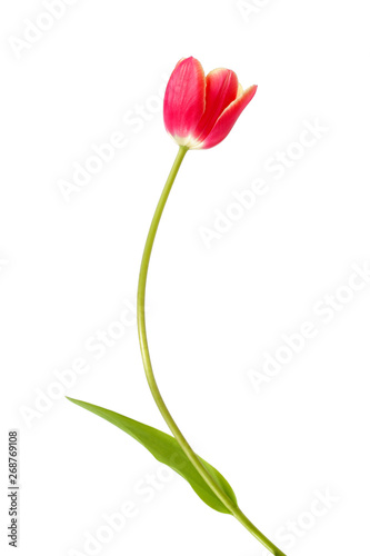 Beautiful red tulip