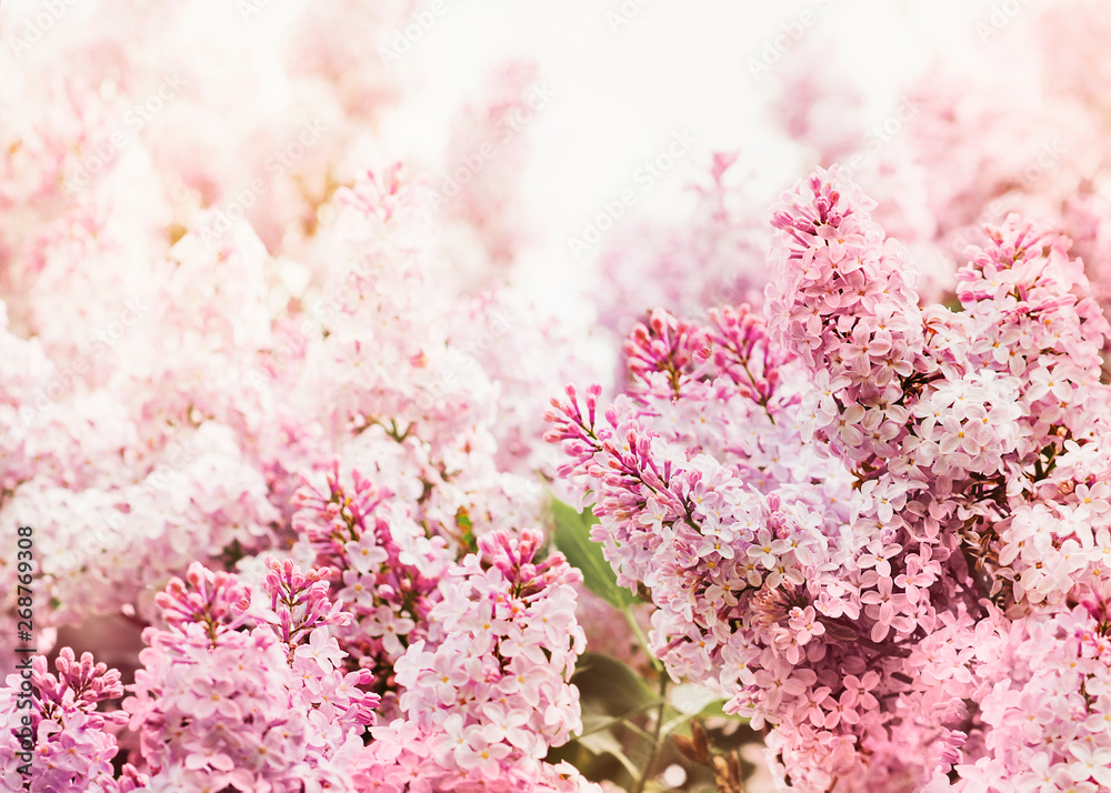 Fototapeta premium Lilac flowers pink background, spring and summer day