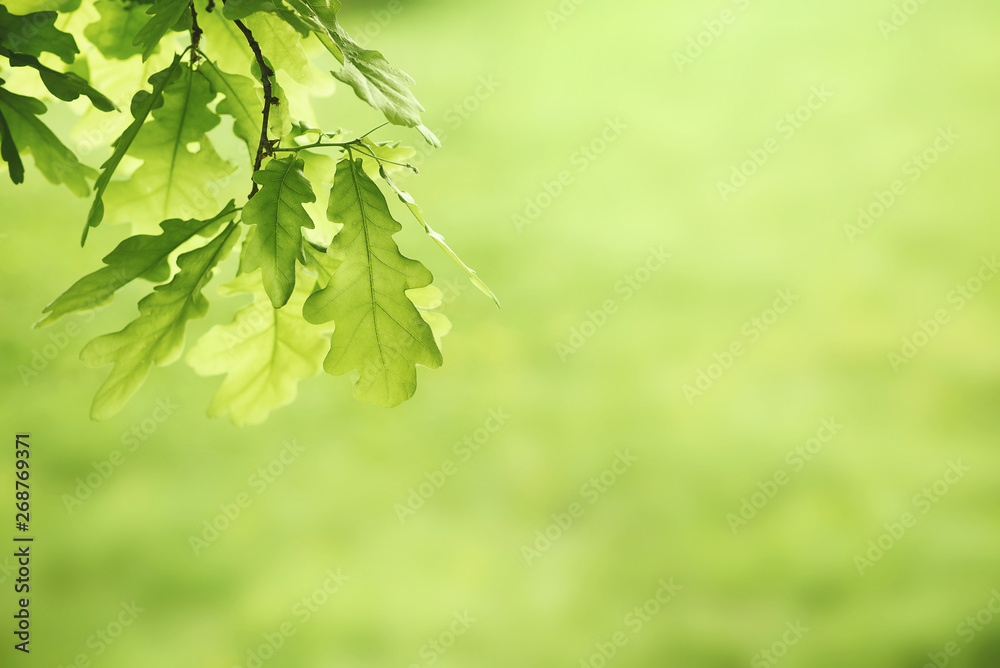 Green oak leaves background. Plant and botany nature texture Green oak leaves background. Plant and botany nature texture