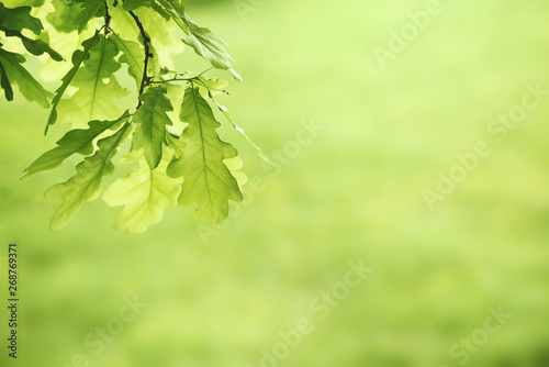 Green oak leaves background. Plant and botany nature texture photo