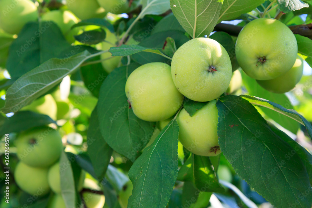 Green immature apples on a branch of the tree in the garden. Green immature apples on a branch of the tree in the garden.
