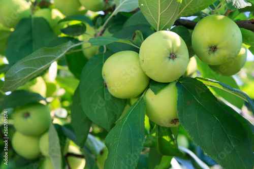 Green immature apples on a branch of the tree in the garden.