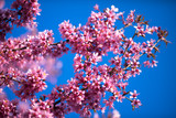 Oriental Cherry Blooming