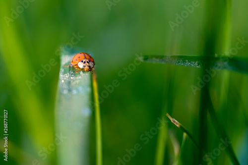Ladybird on the grass in the morning © Hristo