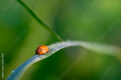 Ladybird on the grass in the morning