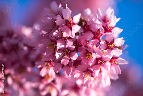 Oriental Cherry Blooming photo