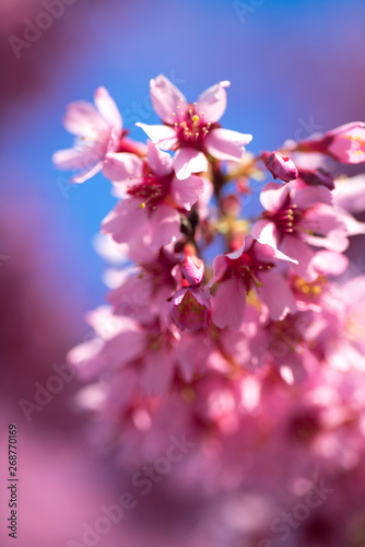 Oriental Cherry Blooming © Supertrooper