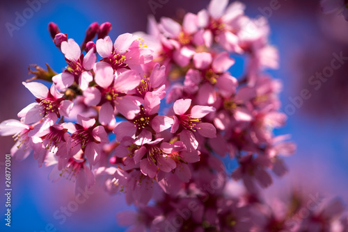 Oriental Cherry Blooming