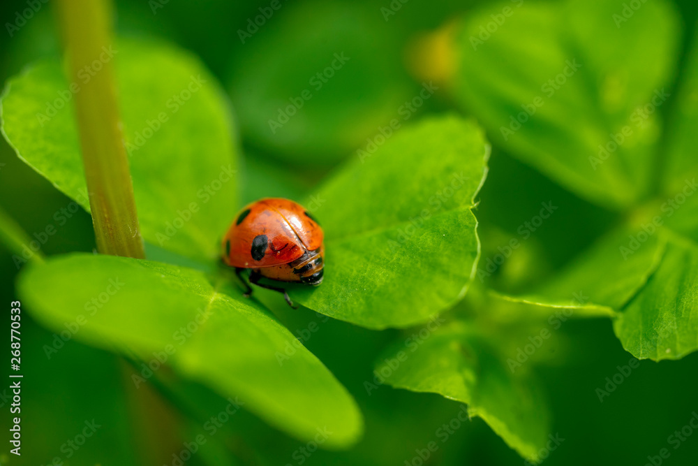 Ladybird perched on clover. Ladybug is a symbol of happiness and luck. Ladybird perched on clover. Ladybug is a symbol of happiness and luck.
