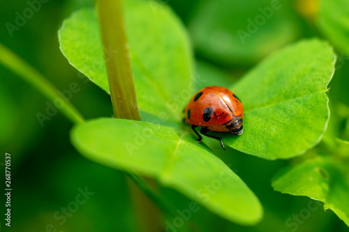  Ladybird perched on clover. Ladybug is a symbol of happiness and luck.