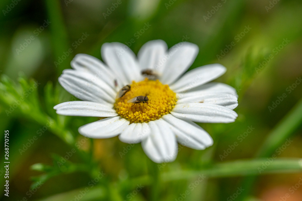 Spring flowers in the garden. Spring flowers blossom. Spring flowers in the garden. Spring flowers blossom.