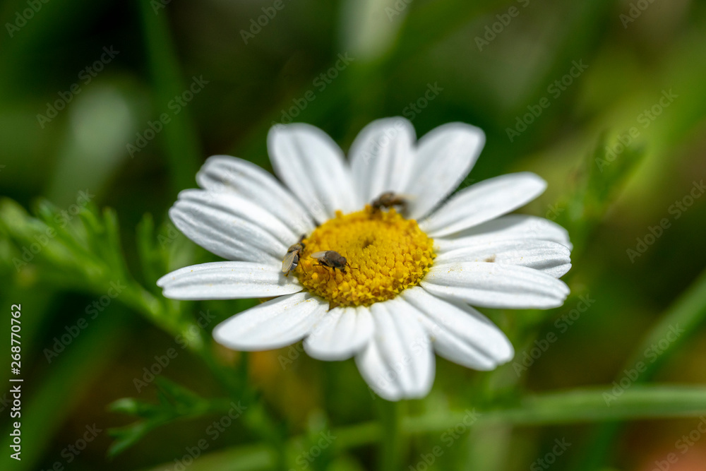 Spring flowers in the garden. Spring flowers blossom. Spring flowers in the garden. Spring flowers blossom.