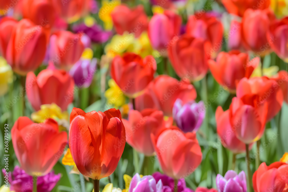 美しいチューリップの花