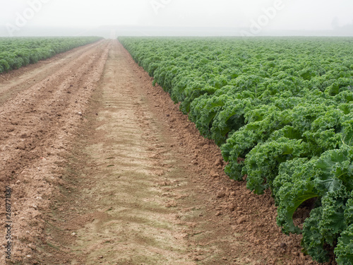 Landwirtschaft - Gemüseanbau - Grünkohl zur Erntezeit photo