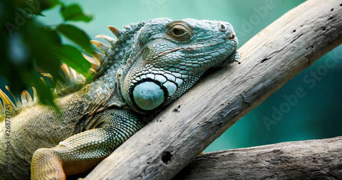Photography Close up of beautiful green Iguana on branch