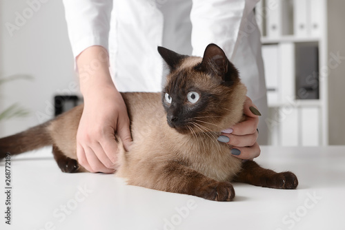 Veterinarian examining cute cat in clinic © Pixel-Shot