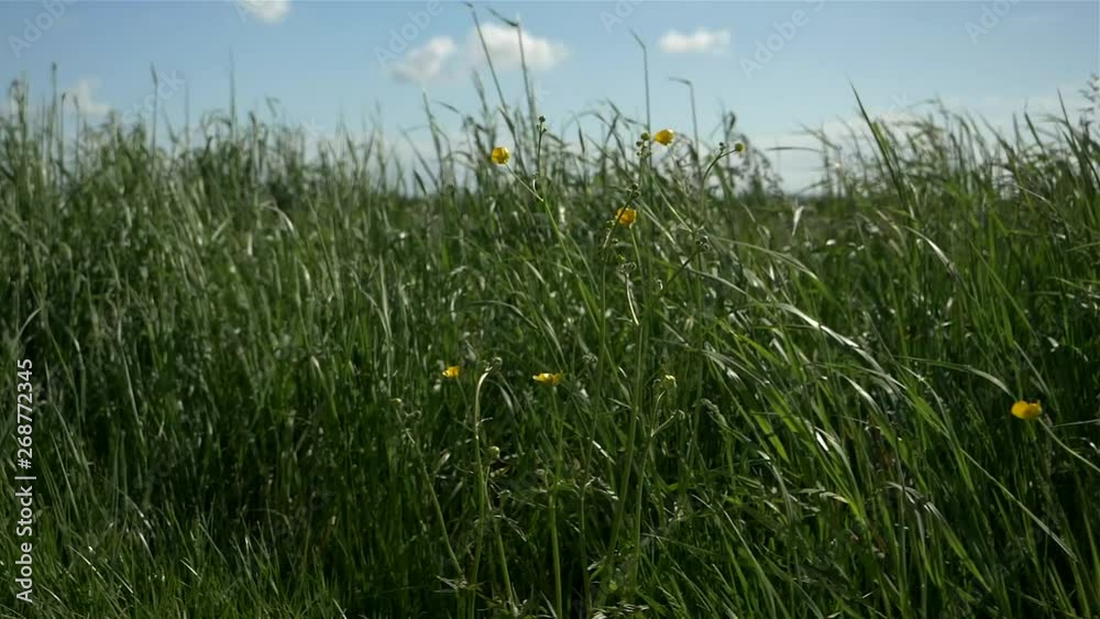 Waving grass floating movement Sunny day, windy day. Netherlands tall grass. 1080 FHD. slow motion. Waving grass floating movement Sunny day, windy day. Netherlands tall grass. 1080 FHD. slow motion.