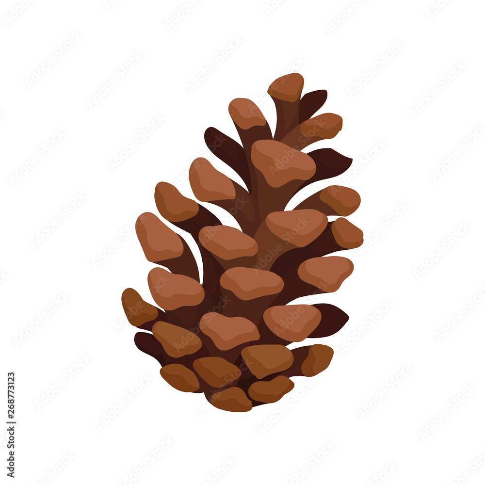Open fir cone. Vector illustration on white background.