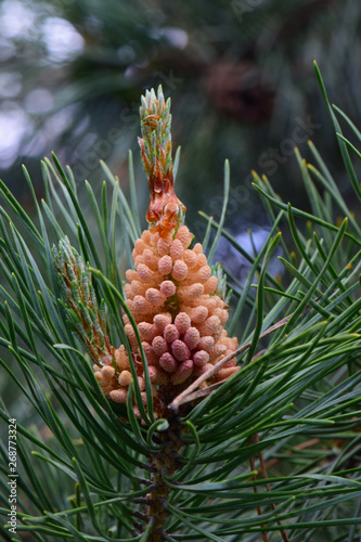 Spring pine inflorescence of Pinus taeda among pine needles photo