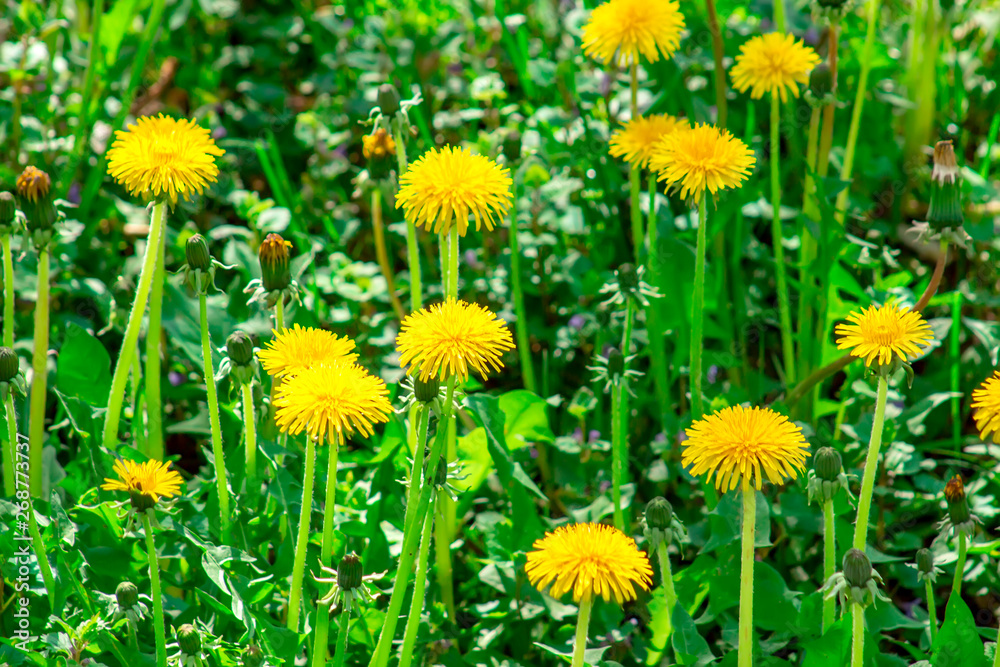 Spring field with dandelions on bright sunny day. Spring field with dandelions on bright sunny day.