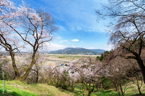 岩手平泉 桜満開の中尊寺東物見台から眺める北上川 束稲山 Stock Photo Adobe Stock
