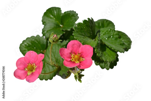 ワイルドストロベリー（四季なりイチゴ）の花、家庭菜園、畑、野菜、果物イメージ素材、白背景
