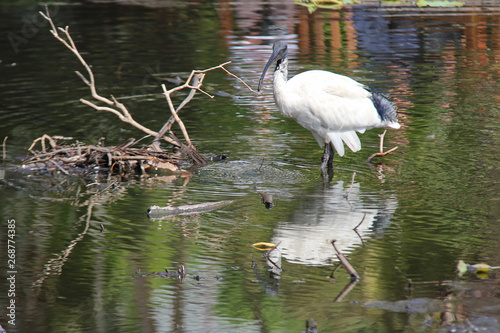 ibis in a park in sydney  australia  