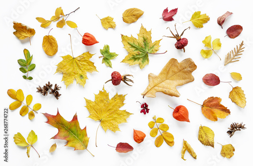 Fallen autumn leaves