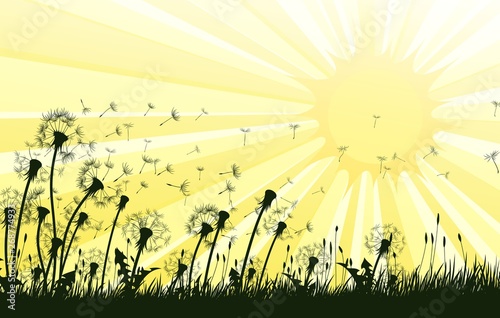 The dandelion Flowers with flying seeds and sun.