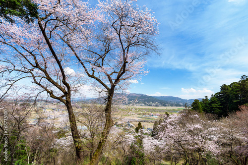 【岩手平泉】桜満開の中尊寺東物見台から眺める北上川、束稲山