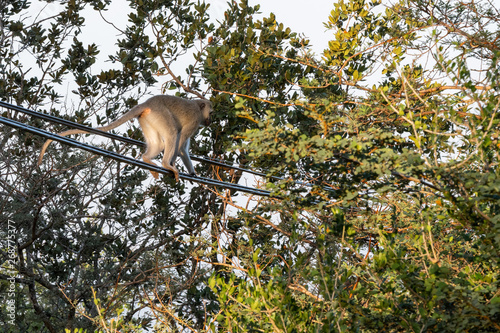 A Vervet monkey walking along power cables.