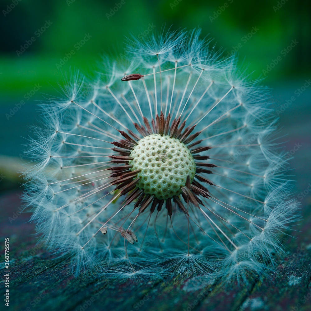 dandelion flower plant in the garden in summer, dandelion flowers in the nature dandelion flower plant in the garden in summer, dandelion flowers in the nature