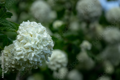 Hortensie, scientific name Hydrangea macrophylla, close-up view of the flower looking like a snowball, with shallow depth of field on a bush, white