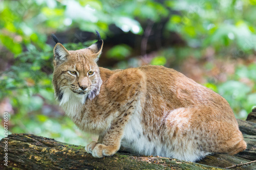 Eurasian lynx sitting in forest