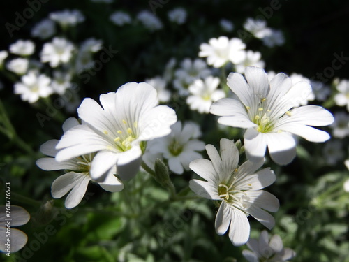 white flowers in the garden