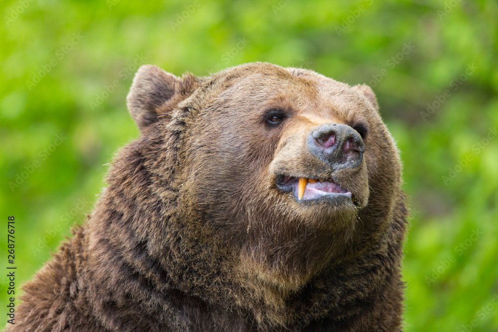 close-up brown bear (Ursus arctos) showing teeth