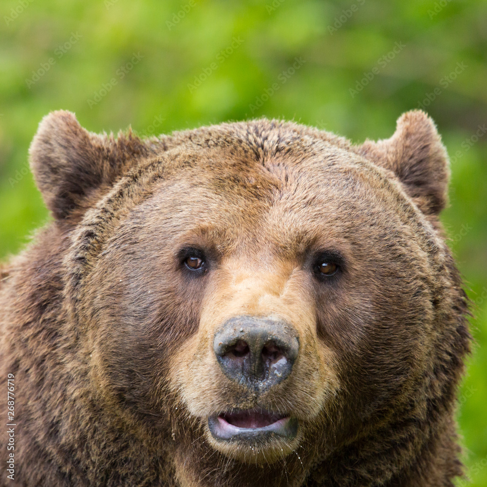 front view close-up brown bear (Ursus arctos)