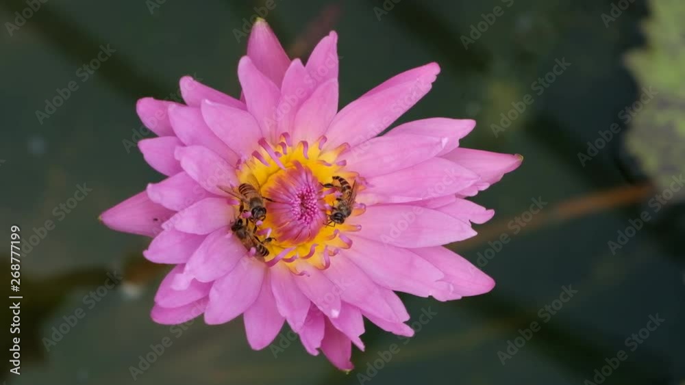 Bee sucking nectar from the lotus flower. Bee sucking nectar from the lotus flower.