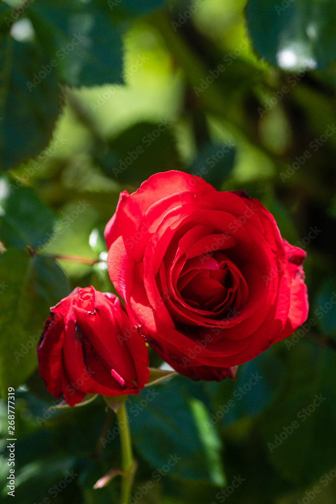 Roses rouge