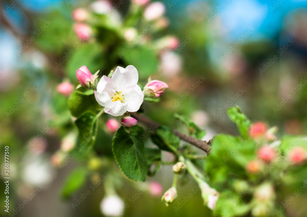 A branch of apple tree blooming A branch of apple tree blooming