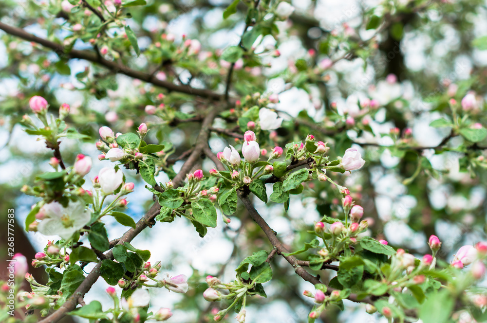 A branch of apple tree blooming
