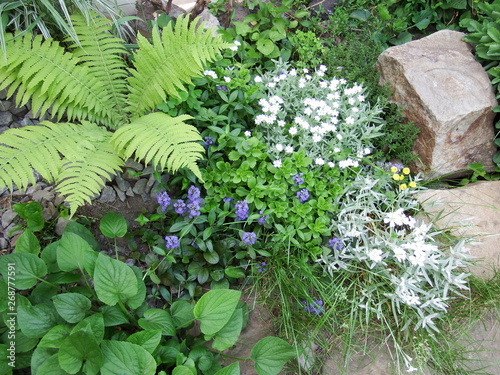 flowers in the garden